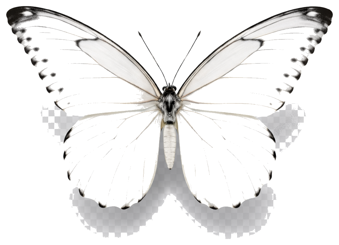 The organic Skyline Archive butterfly associated with Marc Henry